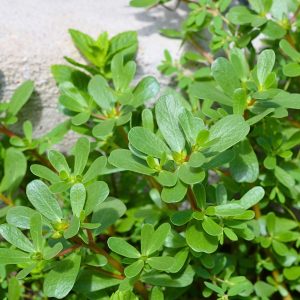 Green Purslane Portulaca oleracea seeds growing succulent edible leaves