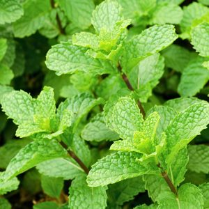 Lemon Balm (Melissa officinalis) herb plant close-up with bright green textured leaves