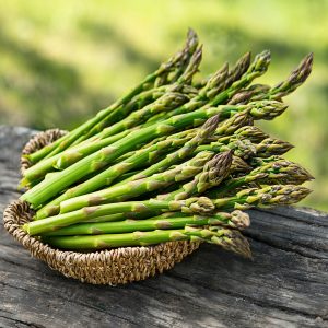 Mary Washington asparagus bunch with dark green spears and purplish tips