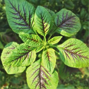 Amaranthus tricolor Amaranth Sairoong young seedlings close-up