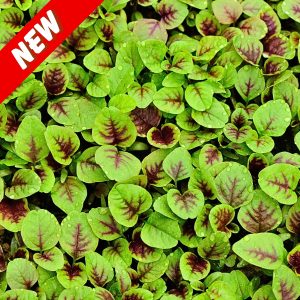 Amaranth Sairoong Chinese Data Green leaf vegetable bunch