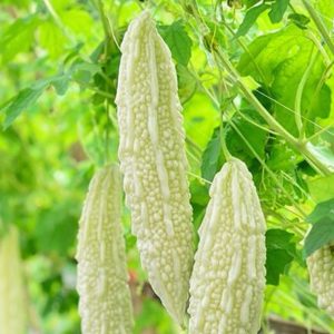 bitter gourd white fairy seeds with pale white bitter melon fruit