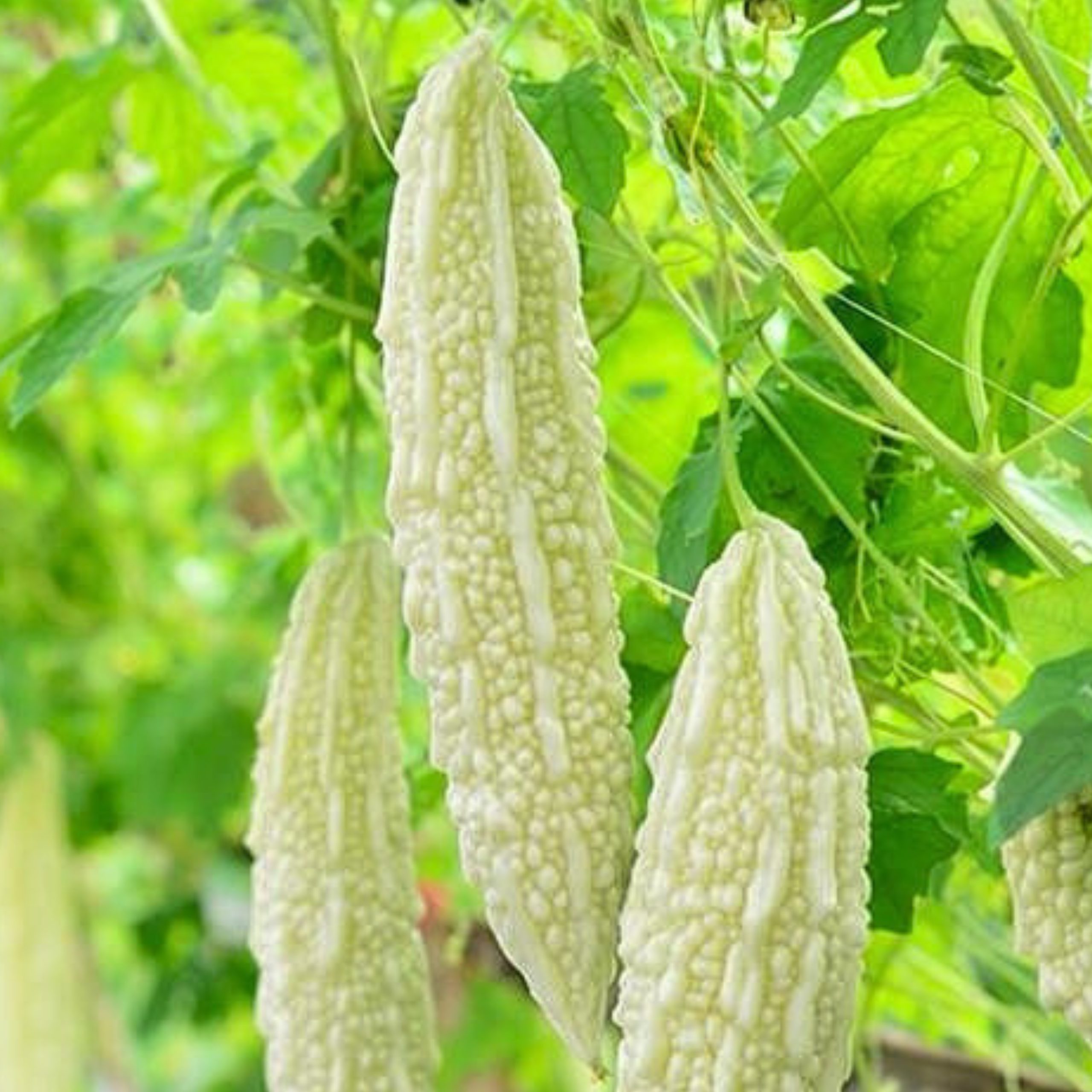 bitter gourd white fairy seeds with pale white bitter melon fruit