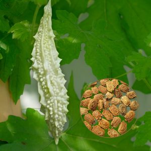 bitter gourd white fairy seeds with pale white bitter melon fruit, momordica charantia white bitter gourd close-up fresh harvest