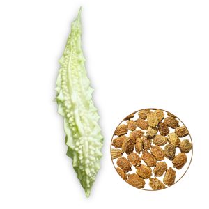 bitter gourd white fairy seeds with pale white bitter melon fruit, momordica charantia white bitter gourd close-up fresh harvest