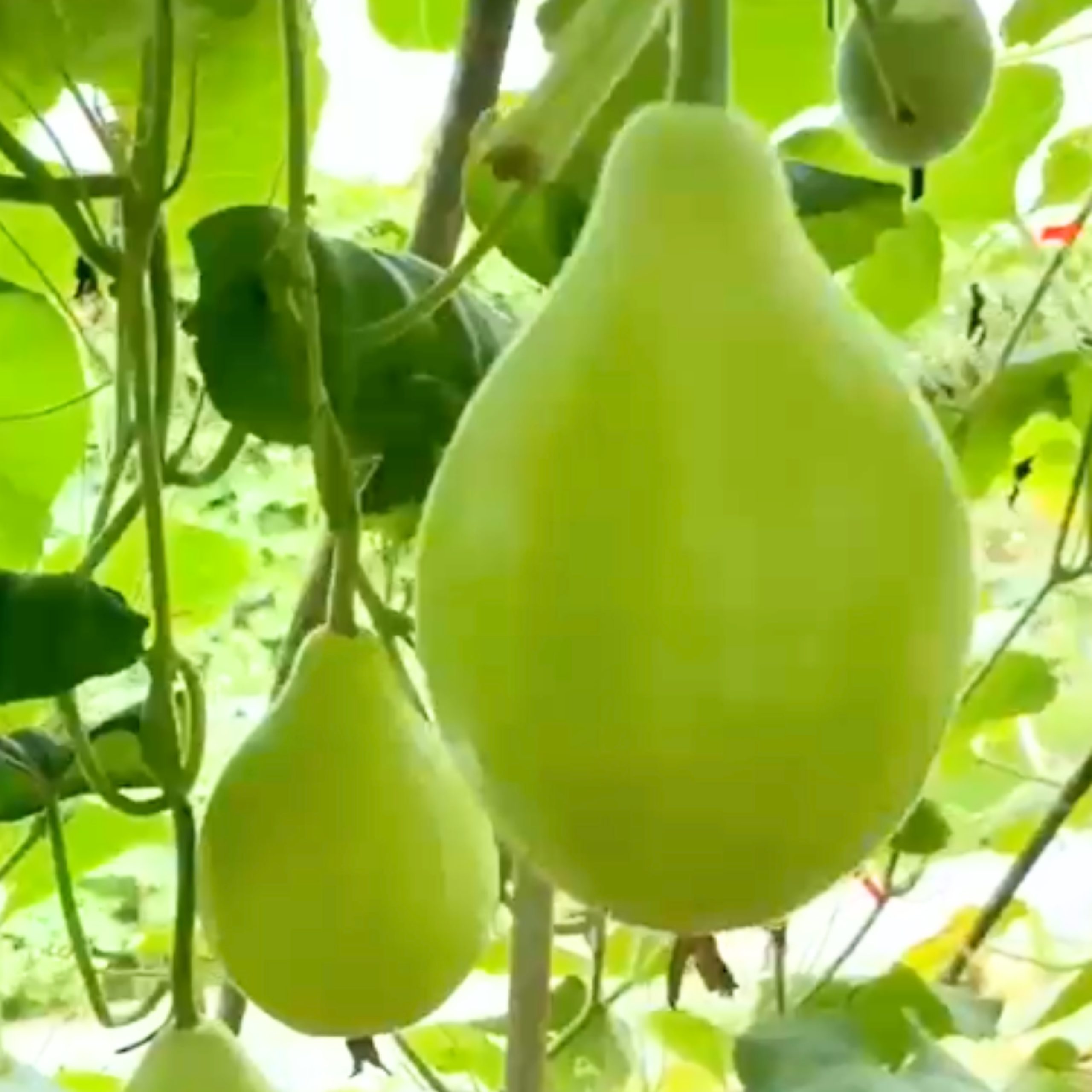 green pear bottle gourd seeds for home vegetable gardens