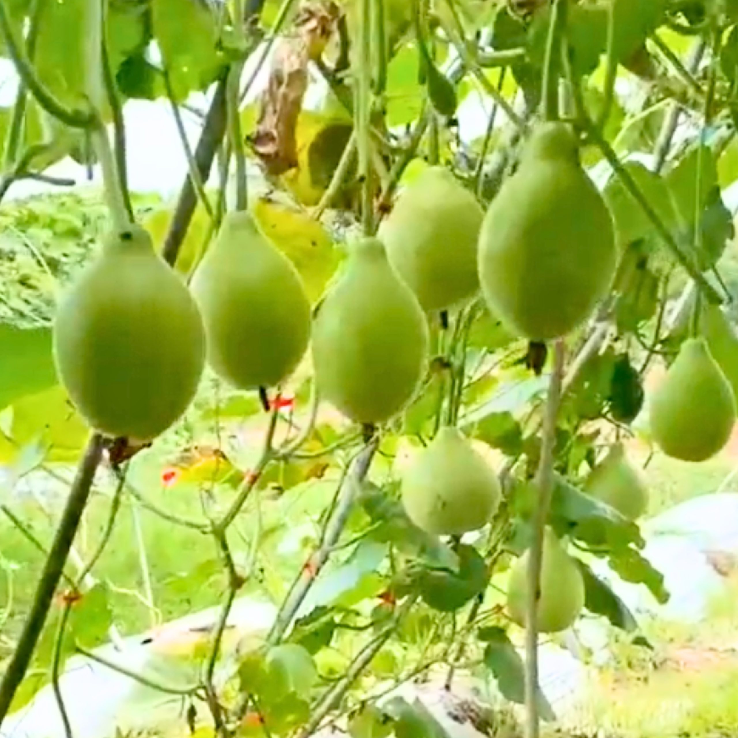 baby bottle gourd pear shape vegetable for container gardening