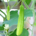 bottle gourd slim angel long cylindrical fruits growing on trellis, lagenaria siceraria slim long bottle gourd vegetable close-up