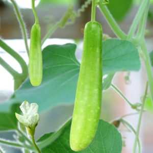 bottle gourd slim angel long cylindrical fruits growing on trellis, lagenaria siceraria slim long bottle gourd vegetable close-up