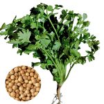 coriander giant king cilantro herb growing fresh green leaves, coriandrum sativum bush type coriander for home gardening