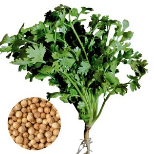 coriander giant king cilantro herb growing fresh green leaves, coriandrum sativum bush type coriander for home gardening