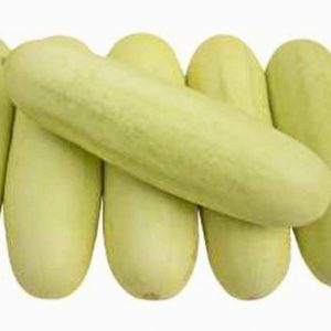 cucumber white purnima hybrid white cucumber fruits close up, cucumis sativus white f1 hybrid cucumber with crisp thick flesh