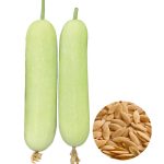 cucumber long white seeds with cylindrical white cucumber fruits, cucumis sativus white cucumber with crisp tender flesh