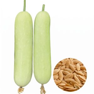 cucumber long white seeds with cylindrical white cucumber fruits, cucumis sativus white cucumber with crisp tender flesh