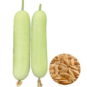 cucumber long white seeds with cylindrical white cucumber fruits, cucumis sativus white cucumber with crisp tender flesh