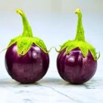 eggplant thai purple round ball seeds with shiny purple fruits, solanum melongena purple brinjal vegetable plant