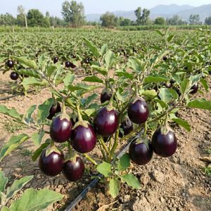 solanum melongena round purple thai brinjal seeds for planting