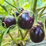 eggplant thai tal begun seeds with round purple eggplant fruits, solanum melongena purple brinjal plants with glossy fruits