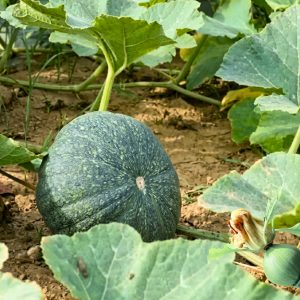 pumpkin sultan hybrid seeds for planting
