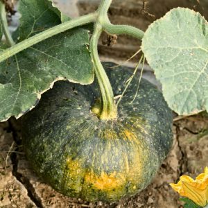 pumpkin sultan hybrid seeds with dark green pumpkin, cucurbita pumpkin seeds for planting