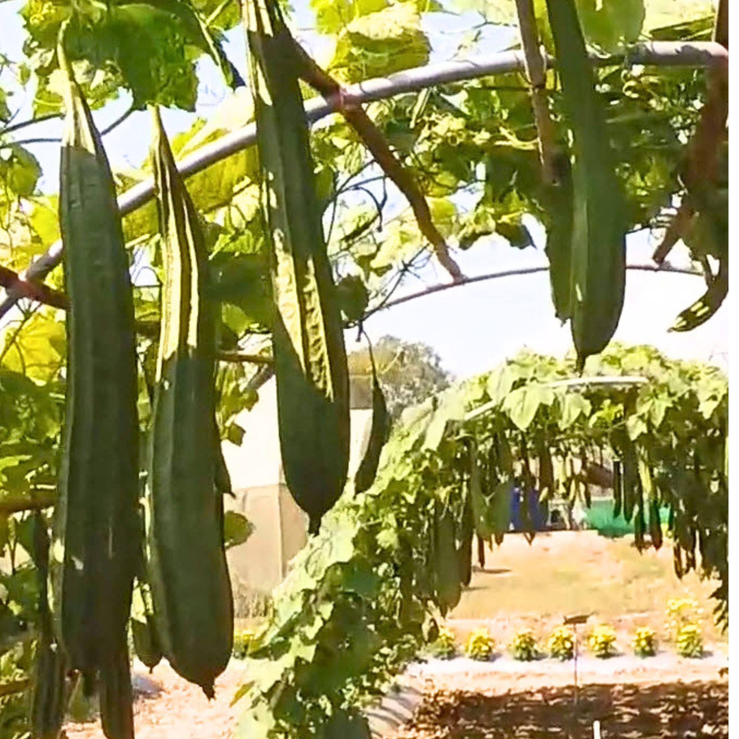 luffa acutangula vegetable seeds