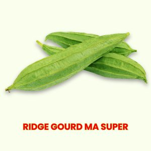 ridge gourd ma super seeds with light green fruits, luffa acutangula vegetable seeds