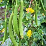 sponge gourd early bird seeds with light green fruits, luffa cylindrica vegetable growing in home garden