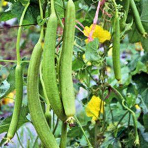 sponge gourd early bird seeds with light green fruits, luffa cylindrica vegetable growing in home garden