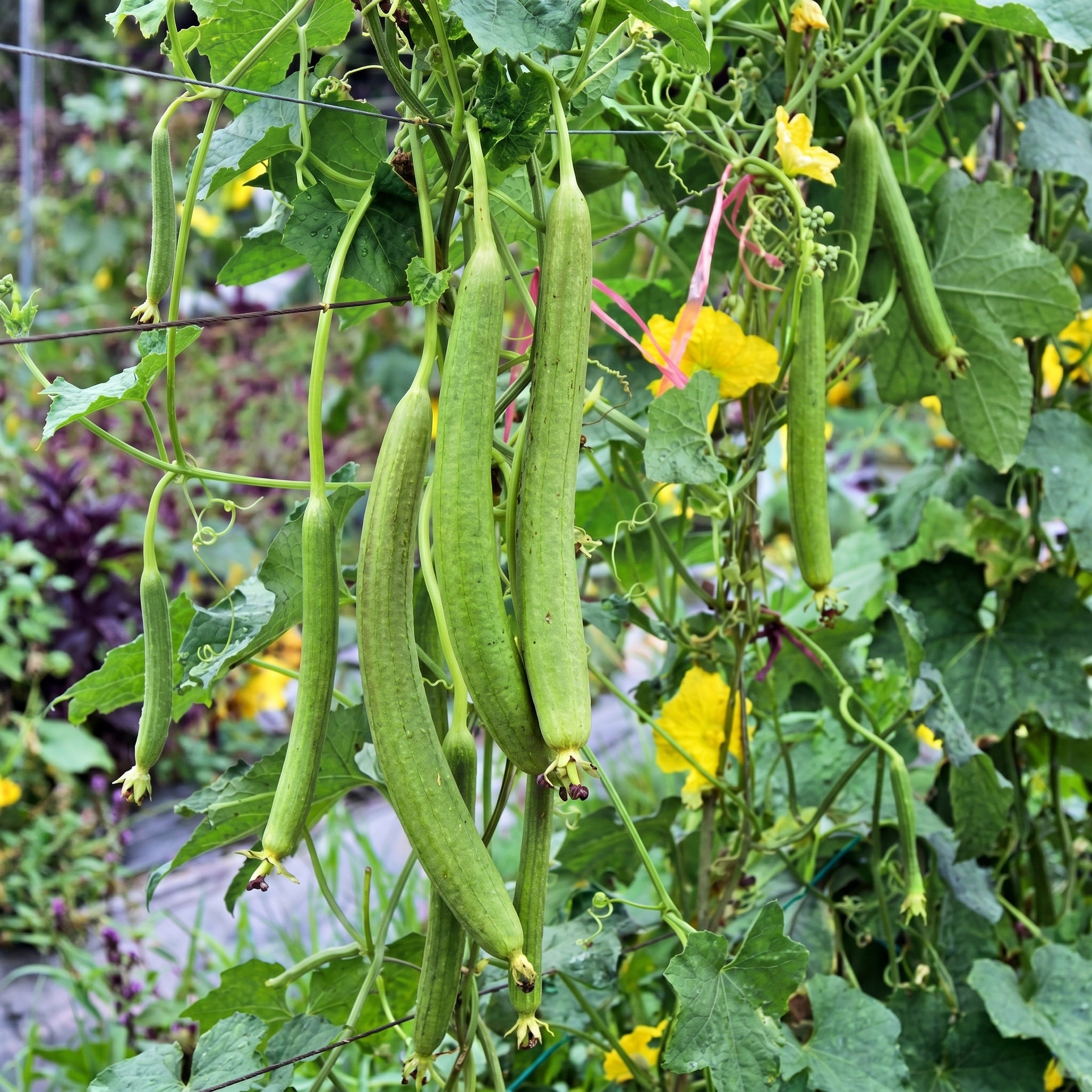 luffa cylindrica vegetable growing in home garden