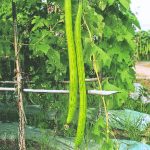 sponge gourd extra long seeds with giant green fruits, luffa cylindrica vegetable plant in home garden