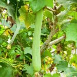 sponge gourd extra long seeds with giant green fruits, luffa cylindrica vegetable plant in home garden
