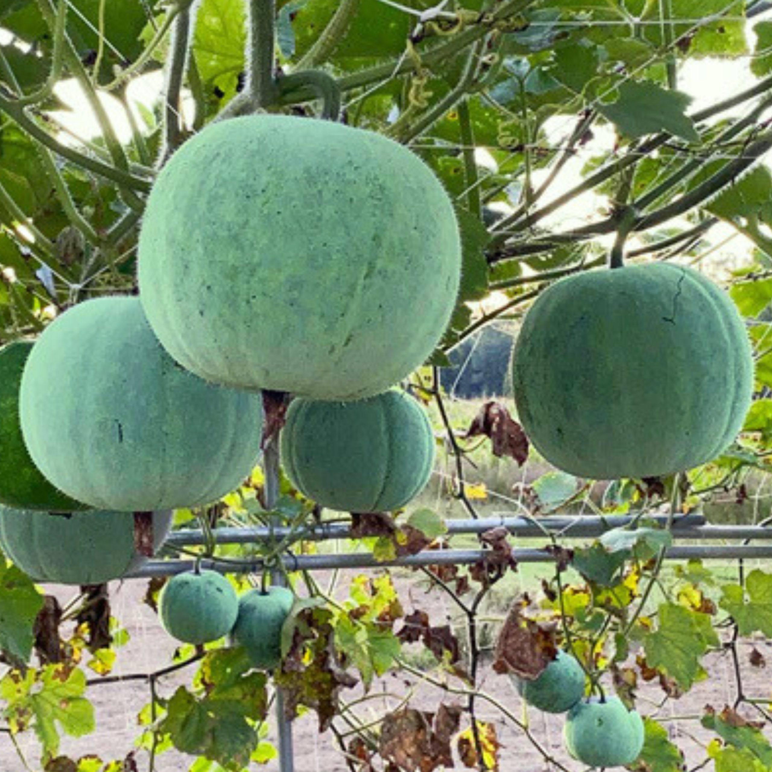wax gourd jumbo seeds for growing