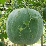 wax gourd jumbo seeds growing in garden, benincasa hispida round wax gourd