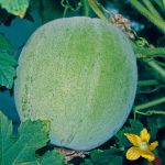 wax gourd jumbo seeds growing in garden, benincasa hispida round wax gourd