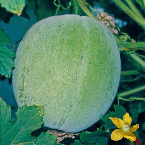 wax gourd jumbo seeds growing in garden, benincasa hispida round wax gourd