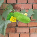 wax gourd thai baby doll seeds growing on vine, benincasa hispida wax gourd variety