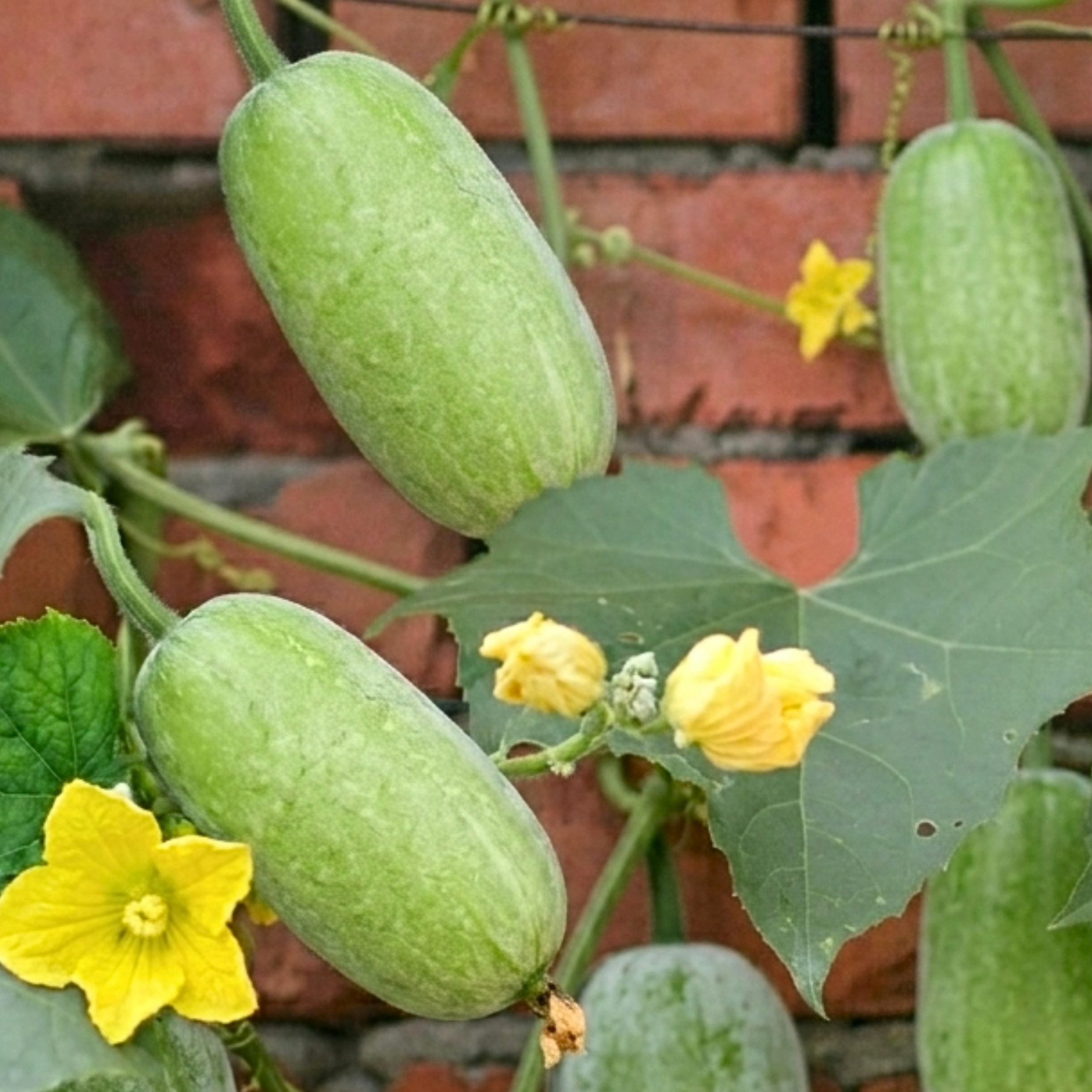 Wax Gourd Thai Baby Doll Seeds | Premium Thai Benincasa hispida Seeds for Planting | 1 Gram - Image 3