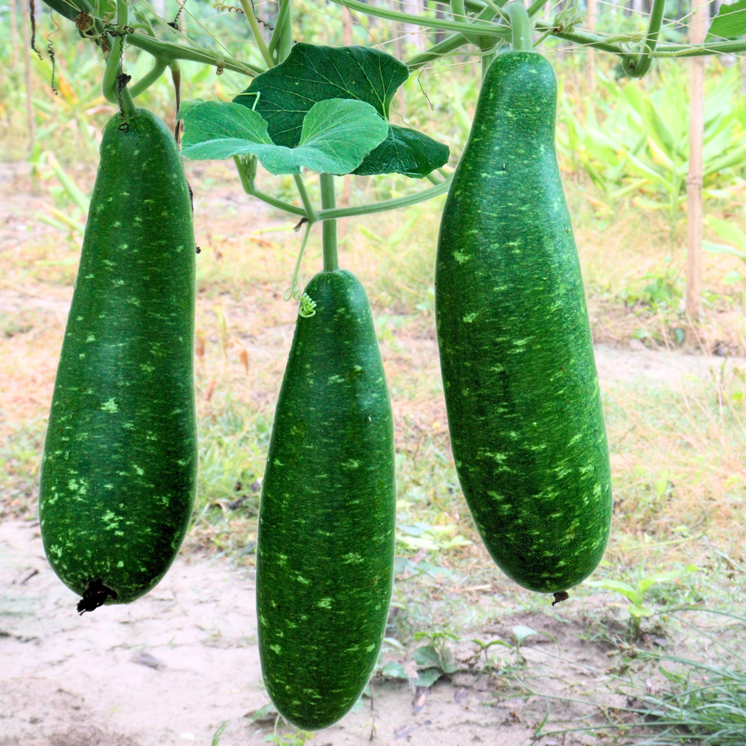 Bottle Gourd Dark Green Seeds producing dark green white-spotted calabash fruits growing on vigorous vines in garden trellis system