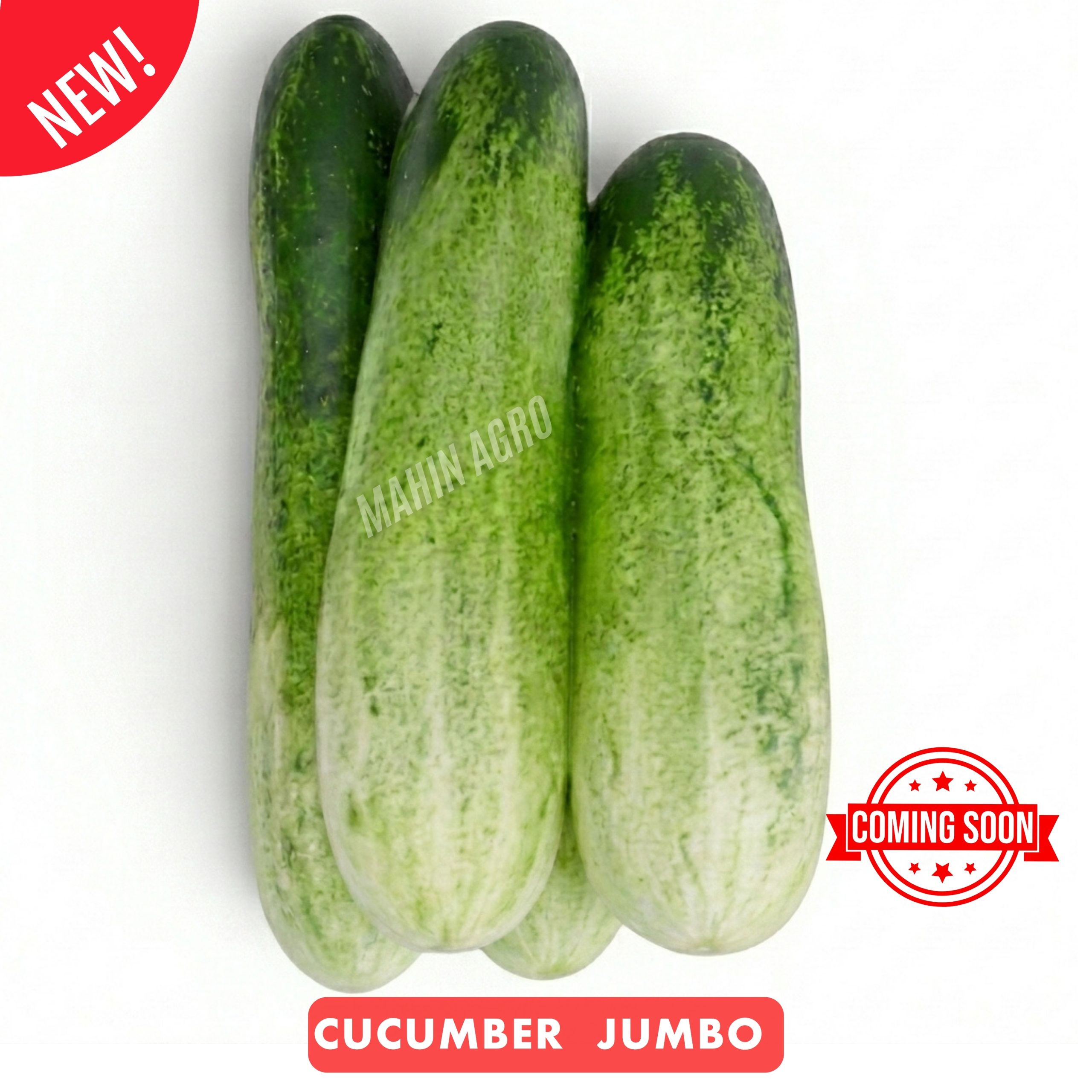 • Cucumber Jumbo Seeds – harvested Non-GMO jumbo cucumbers ready for kitchen use