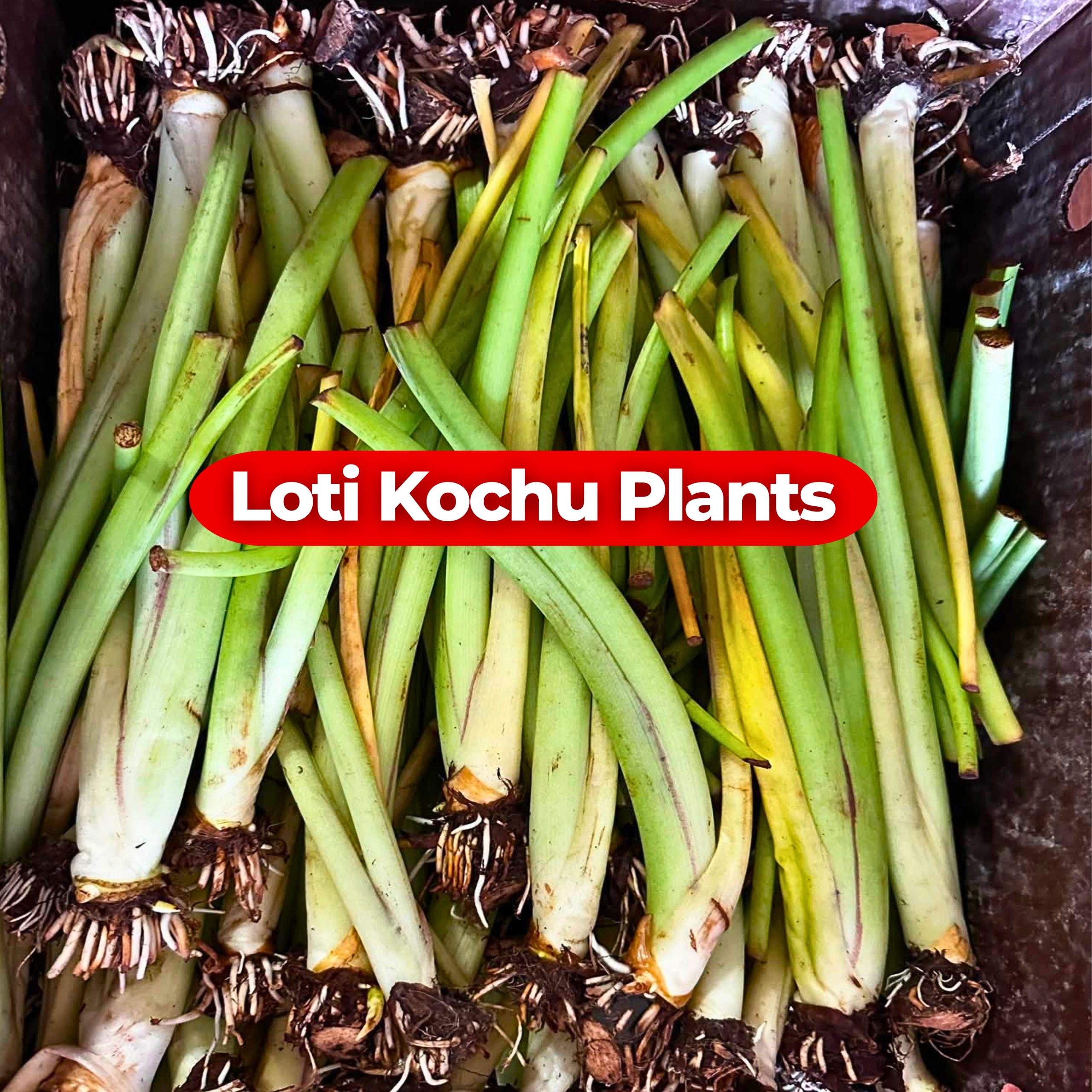 • Taro Colocasia esculenta young plant growing in wet garden soil