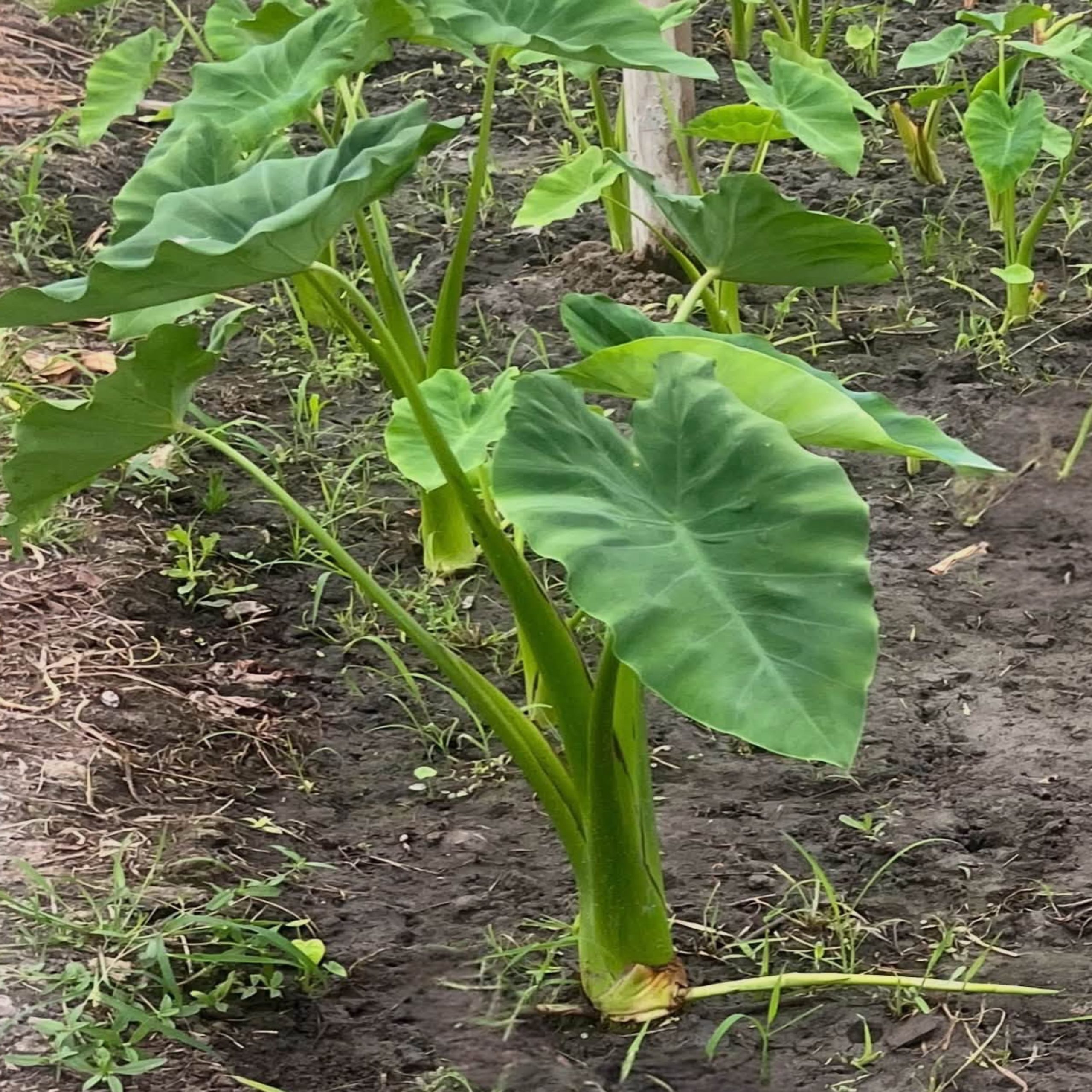 • Loti Kochu taro stems thriving in soggy soil with broad green leaves