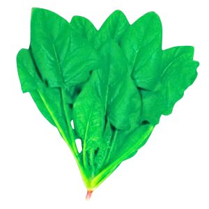 Thai Dragon Spinach dark green leafy vegetable, Fast growing Asian spinach variety premium leafy vegetable for home garden growing