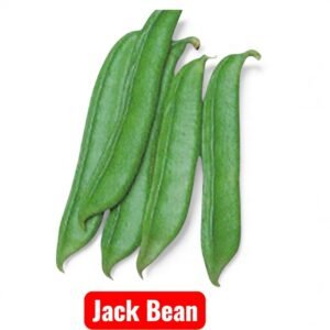 Jack Bean Seeds – Sword Bean (Canavalia ensiformis) for Home Gardens