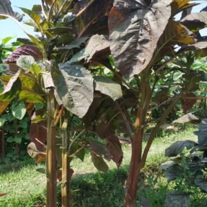 Stem Amaranth - Bhutan Soft Seeds For Planting