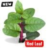 Pui shak || Red Leaf Indian Spinach Seeds