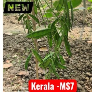 Kerala MS-7 (Lablab) Bean Seeds | Kerala Sheem Seeds | Flat Green Hyacinth Bean Seeds for Planting | Non-GMO Climbing Pole Bean for Trellis Gardens