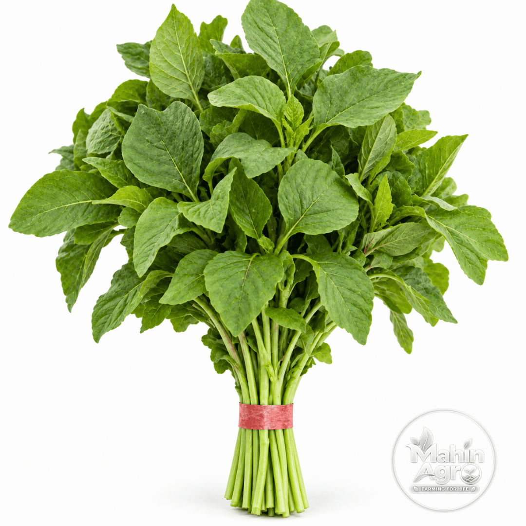 Green Super amaranth bundle with green leaves and stems on a white background