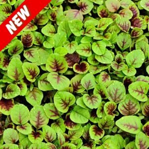 Amaranth Sairoong Chinese Data Seeds | Non-GMO Heirloom Green Leaf Amaranth for Planting