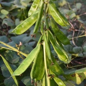 Bari-1 Hyacinth Bean (Lablab) Seeds | Country Sheem Seeds for Planting | Flat Green Pole Bean Seeds | Non-GMO Climbing Bean for Trellis Gardens