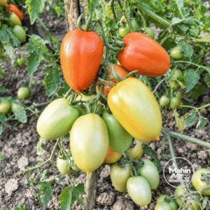 Beauty Plus Heirloom Tomato Seeds. Beauty Plus tomato seed variety showing elongated orange-red fruit on the plant.
